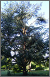 Chubb Tree Care : Felling Damaged Tree