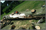 Chubb Tree Care : Damaged Tree Down