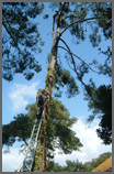 Chubb Tree Care : Tree Climbing By Poole Chain Link Ferry