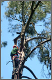 Chubb Tree Care : Tree Climbing Close Up