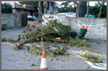 Chubb Tree Care : Lowering Branches Safely