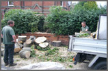 Chubb Tree Care : Cut Down into Manageable Chunks