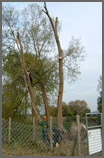 Chubb Tree Care : Traditional Roping Used as Well