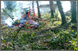 Chubb Tree Care : Site Clearance