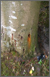 Chubb Tree Care : Tree Monitoring