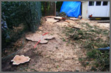 Chubb Tree Care : Remainig Stumps