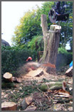 Chubb Tree Care : Removed in Sections